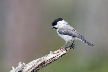 willow tit