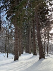Snowy winter forest with tall pines and beautiful snowy coniferous trees.
