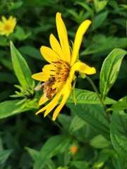 Fototapeta premium bee on yellow flower