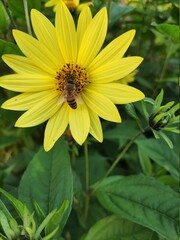 bee on yellow flower