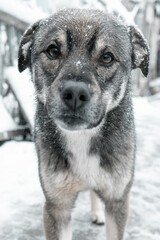 Portrait of a dark gray puppy on a snow background