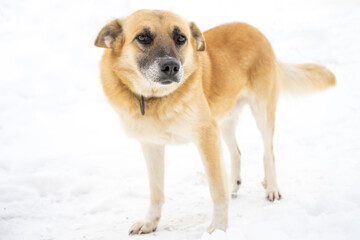Full-length portrait of a dog on a background of white snow