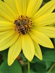 bee on yellow flower