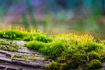 Close up of wet moss on a log with water droplets and a bokeh effect.