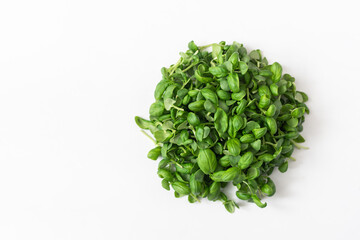 Micro basil sprouts on white background. Concept Vegan and healthy eating. 