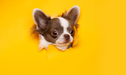 Portraite of cute puppy chihuahua climbs out of hole in colored background. Little smiling dog on bright trendy yellow background. Free space for text.