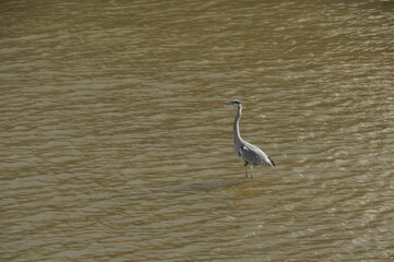 Heron