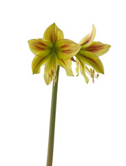 Bloom mini   Amaryllis (Hippeastrum) Sonatini 