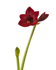 Dark red hippeastrum (amaryllis) Carmen on white background isolated