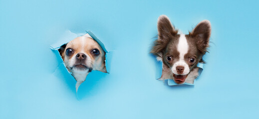 Portraite of cute puppies chihuahua climbs out of hole in colored background. Little smiling dogs on bright trendy blue background. Free space for text.