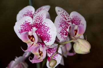 Fototapeta na wymiar orquideas