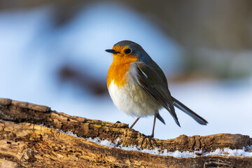Winter landscape with snow and European Robin