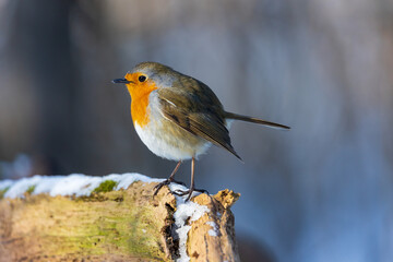 Snowy tree trunk with European Robin