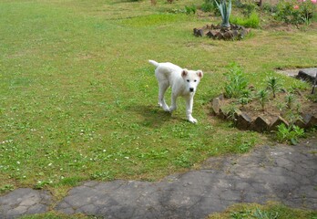 Fototapeta premium dog on the lawn