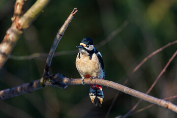 Great Spotted Woodpecker in winter sunlight