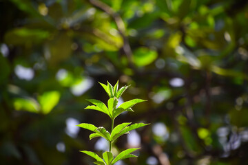 rich green leaves full of freshness