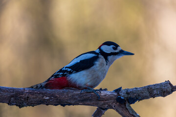 Great Spotted Woodpecker on a tree branch