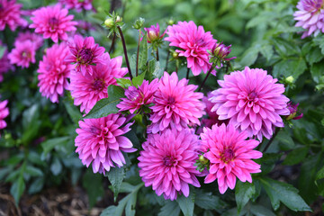 Fototapeta premium Dahlia mauve en été au jardin