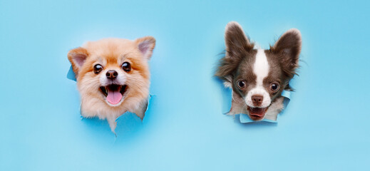 Funny smiling dogs with beautiful big eyes on trendy blue background. Lovely puppy of pomeranian...