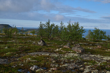 Fototapeta premium Polar birches on an island in the north sea. Tundra, moss and stones.
