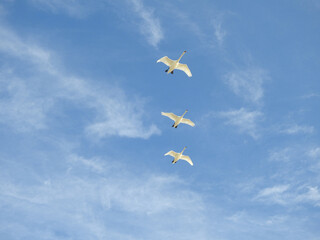 wild birds in nature