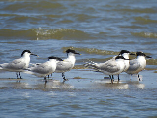 wild birds in nature