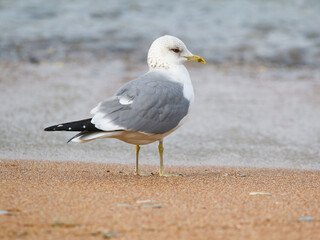 wild birds in nature