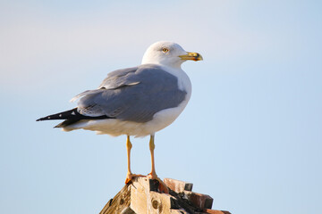 wild birds in nature