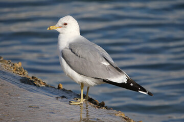 wild birds in nature