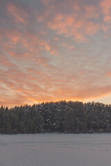 sunset in the forest