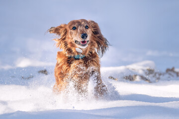 Very happy Long-Haired Dachshund female running and playing in the snow. A dog enjoying cold...