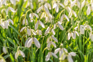 Snowdrop flowers (Galanthus nivalis) in the grass at the beginning of spring