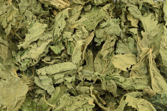 Dried nettle leaves, herbs for tea as background