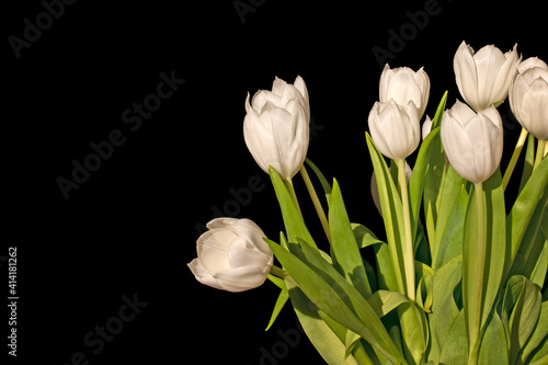 Bunch of white tulips isolated on black background
