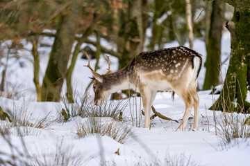 fellow deer in the snow