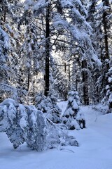 Zauberhafter Winterwald