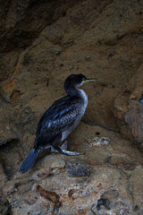Beautiful young cormorant close-up. Bird sit on the rock