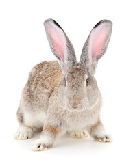 Gray rabbit isolated.