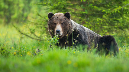 Dangerous brown bear, ursus arctos, male looking into camera on a spring meadow with green tree behind. Huge wild mammal lying on the ground in forest and resting with copy space.