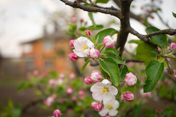 Apple tree pink flowers, spring