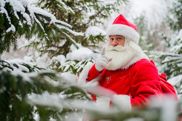 Surprised Santa Claus walks through a snowy coniferous forest at the North Pole in Lapland. Merry Christmas. Postcard.