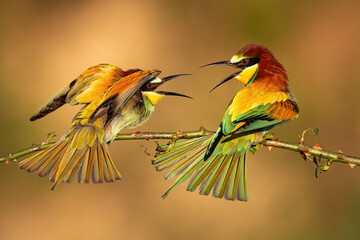 Two european bee-eatesr, merops apiaster, fighting over best place on branch illuminated by morning sun. Bird dueling at sunrise. Wild animal standing against another in summertime.