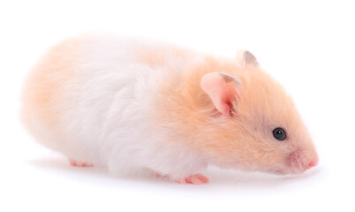 Small white hamster.