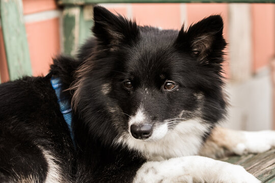 Portrait Spitz