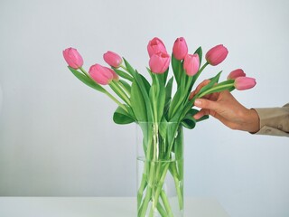 Woman putting flowers in vase. Composing bouquet. Bouquet pink tulips in glass vase. Woman holding tulips in her hands, florist, floristry. Place for text