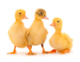 Little cute duckling.