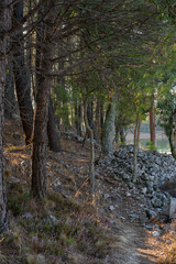 Pine trees landscape with path for hiking in Alentejo, Portugal
