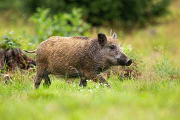 Young wild boar, sus scrofa, walking on a glade with green grass in summer forest. Animal wildlife in vibrant wilderness. Mammal with snout and brown fur in nature.