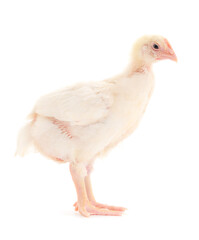 Chicken or young broiler chickens.