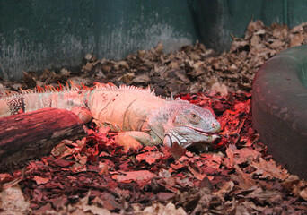 Fototapeta premium Big Iguana Rapture rests in the hideout. portrait of iguana portraits of giant lizards with a scaly pattern on a black background green iguana lizard hanging on branches. A large iguana with yellow
